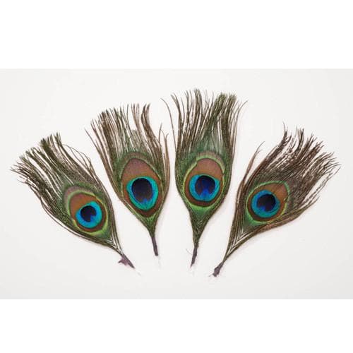 Peacock Feather